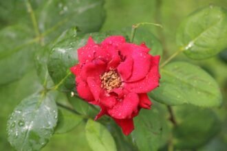 rózsa lisztharmat ellen házilag